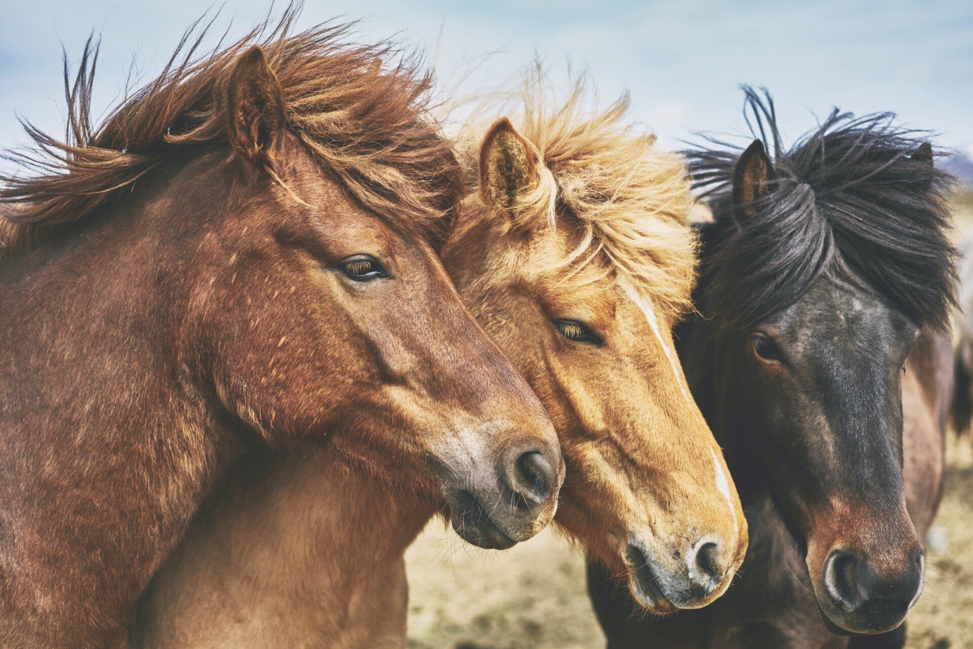 Nederlandse Paarden Registratie Maatschappij naar Nxchange